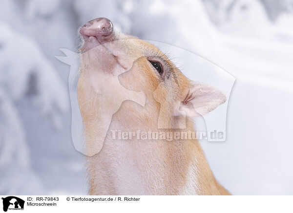 Microschwein / micro pig / RR-79843