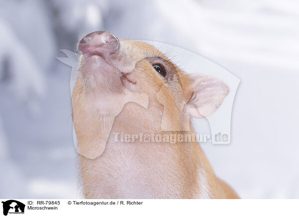 Microschwein / micro pig / RR-79845