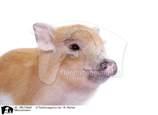 Microschwein / RR-79846