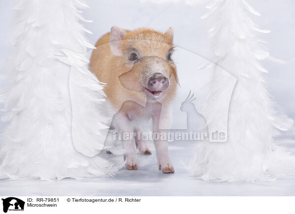 Microschwein / micro pig / RR-79851