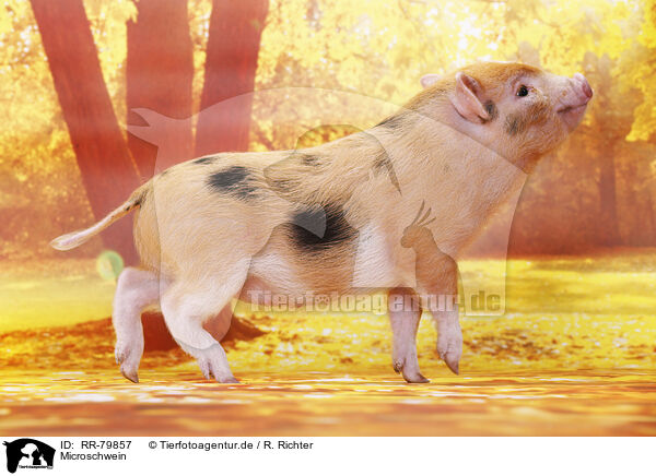Microschwein / micro pig / RR-79857