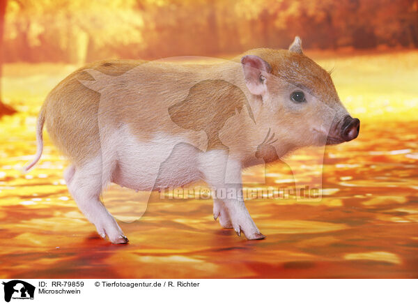 Microschwein / micro pig / RR-79859