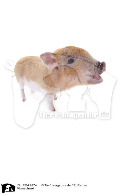 Microschwein / micro pig / RR-79874