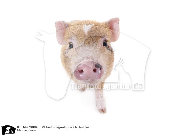 Microschwein / micro pig / RR-79884