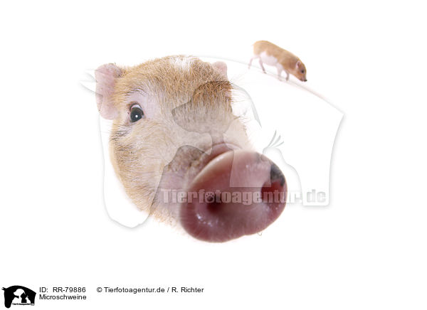 Microschweine / RR-79886