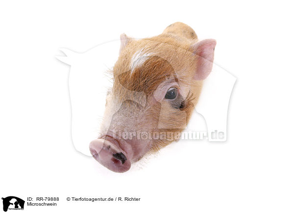 Microschwein / micro pig / RR-79888