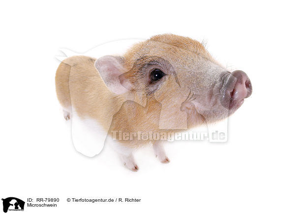 Microschwein / micro pig / RR-79890