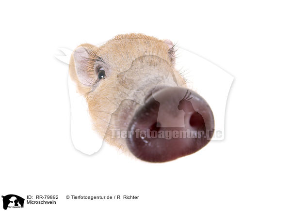 Microschwein / micro pig / RR-79892