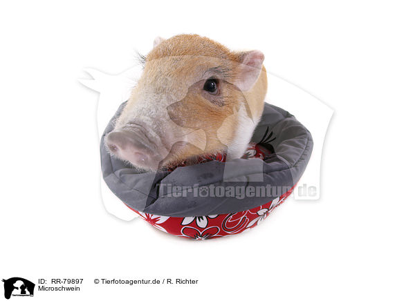 Microschwein / micro pig / RR-79897