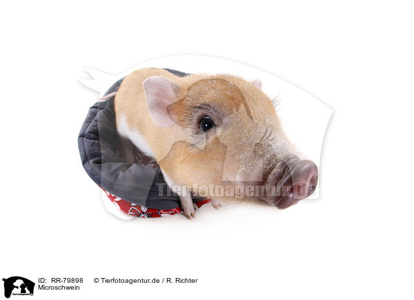 Microschwein / micro pig / RR-79898