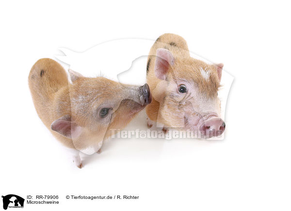 Microschweine / micro pigs / RR-79906