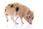 Microschwein