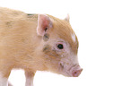 Microschwein