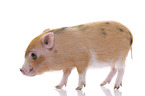 Microschwein