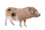 Microschwein