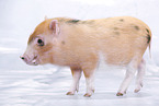 Microschwein