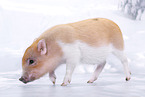 Microschwein