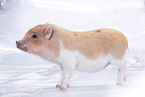 Microschwein