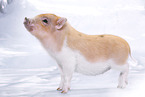 Microschwein