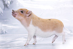 Microschwein