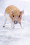 Microschwein