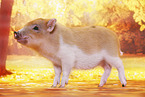 Microschwein