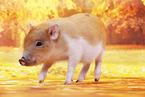 Microschwein