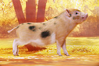 Microschwein