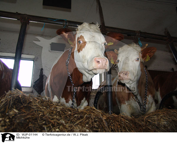 Milchkhe / milk cows / WJP-01144