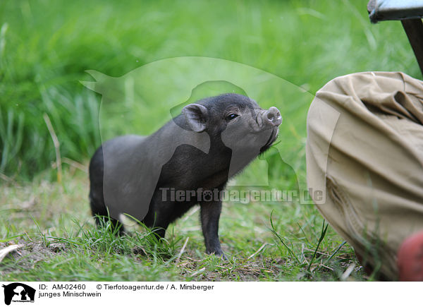 junges Minischwein / young miniature pig / AM-02460
