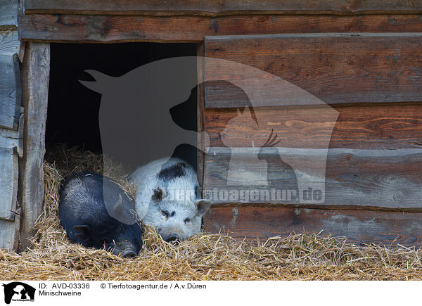 Minischweine / miniature pigs / AVD-03336