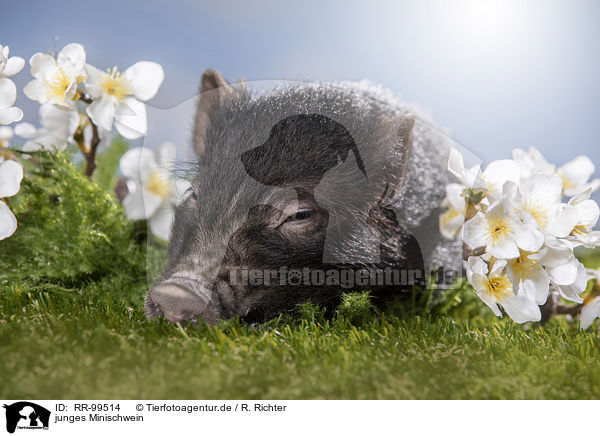 junges Minischwein / young micropig / RR-99514