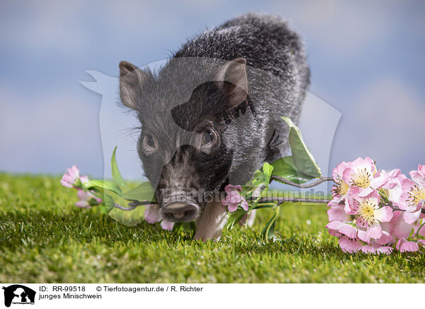 junges Minischwein / young micropig / RR-99518