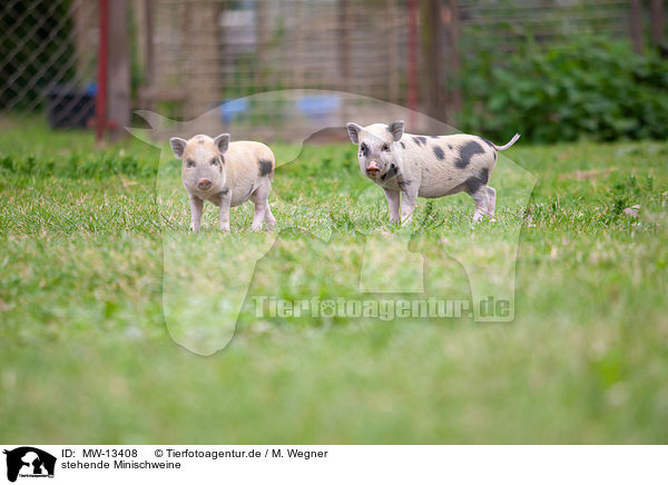 stehende Minischweine / standing Mini Pig / MW-13408