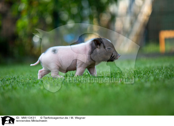 rennendes Minischwein / running Mini Pig / MW-13431