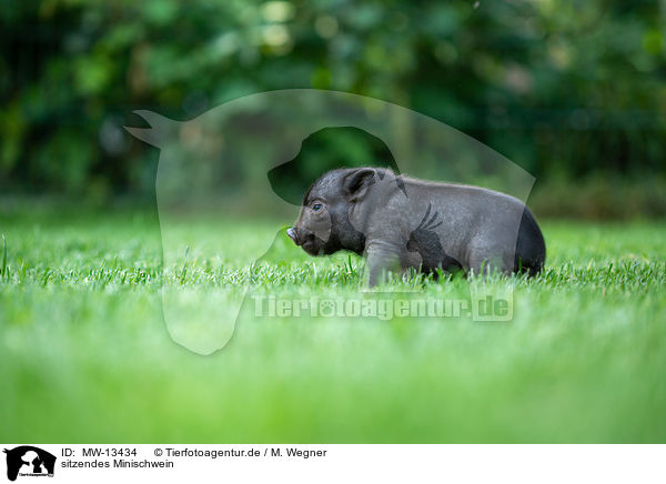 sitzendes Minischwein / MW-13434