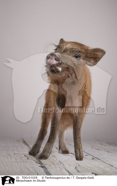 Minischwein im Studio / Minipig in the studio / TDG-01029
