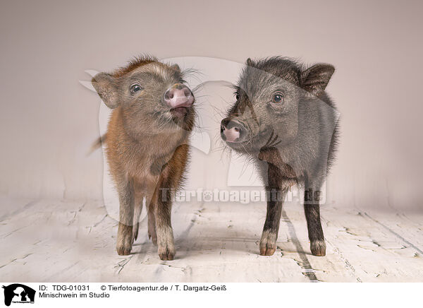Minischwein im Studio / TDG-01031