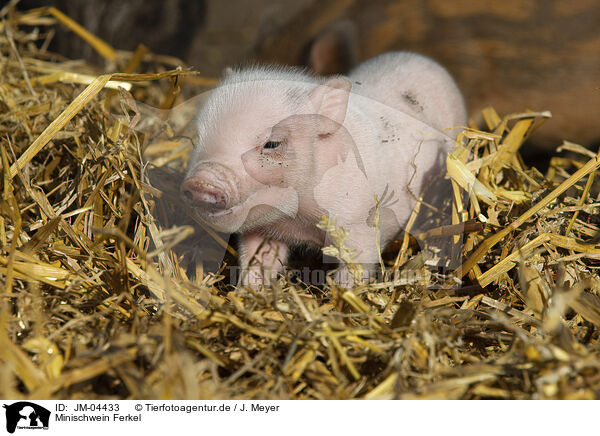 Minischwein Ferkel / JM-04433