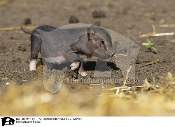 Minischwein Ferkel / Mini pig piglet / JM-04434