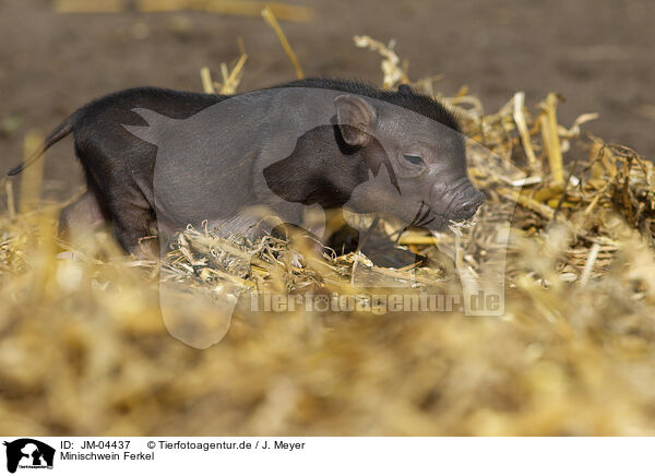 Minischwein Ferkel / JM-04437