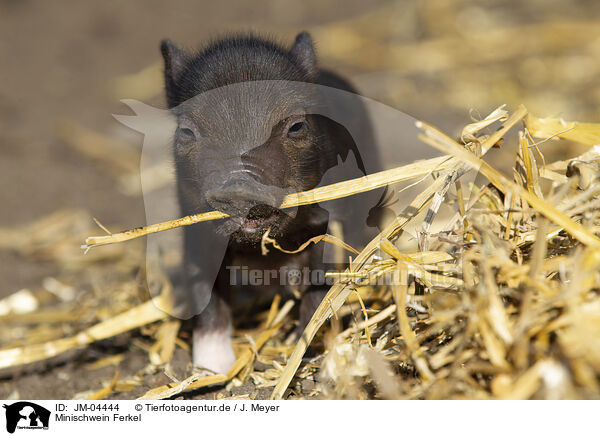 Minischwein Ferkel / JM-04444