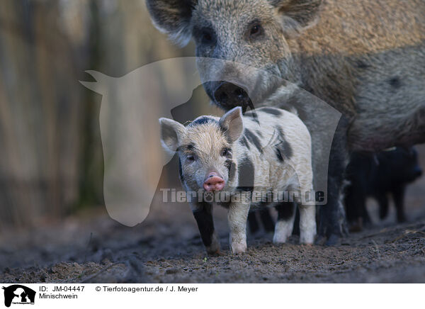 Minischwein / Mini Pig / JM-04447
