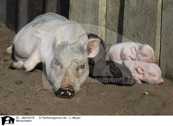 Minischwein / Mini Pig / JM-04476