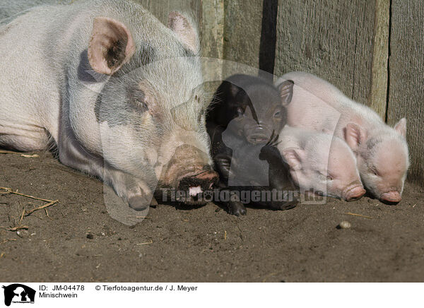 Minischwein / Mini Pig / JM-04478