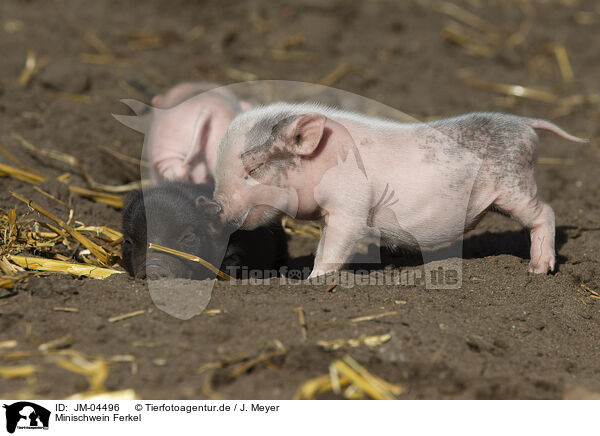 Minischwein Ferkel / Mini pig piglet / JM-04496
