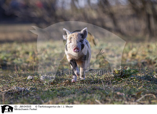 Minischwein Ferkel / Mini pig piglet / JM-04505