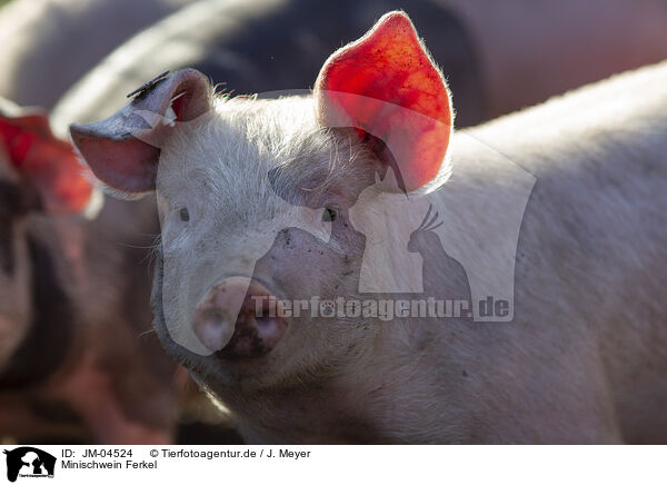 Minischwein Ferkel / Mini pig piglet / JM-04524