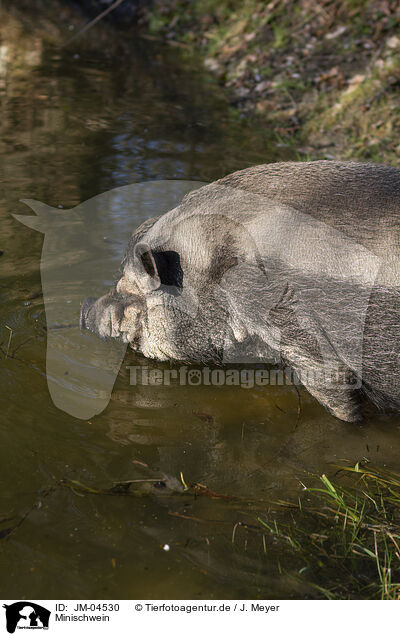 Minischwein / Mini Pig / JM-04530