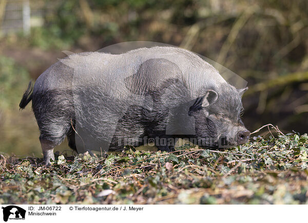 Minischwein / Minipig / JM-06722